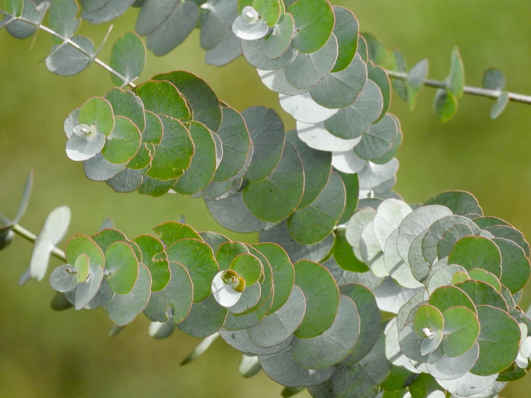 Té de jengibre y cúrcuma